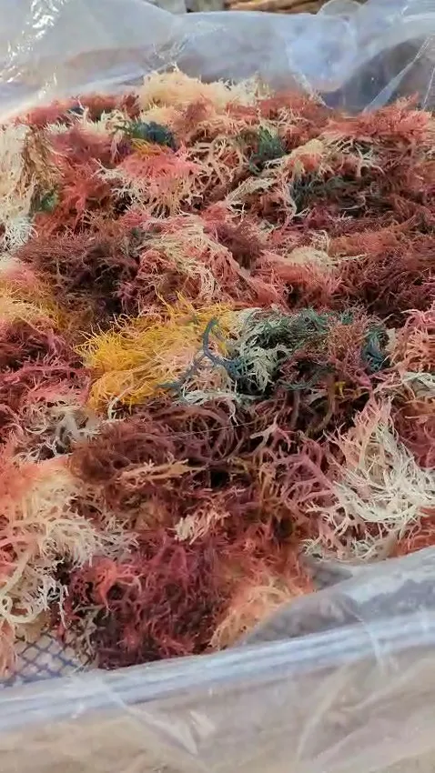 Multi-colored Sea Moss